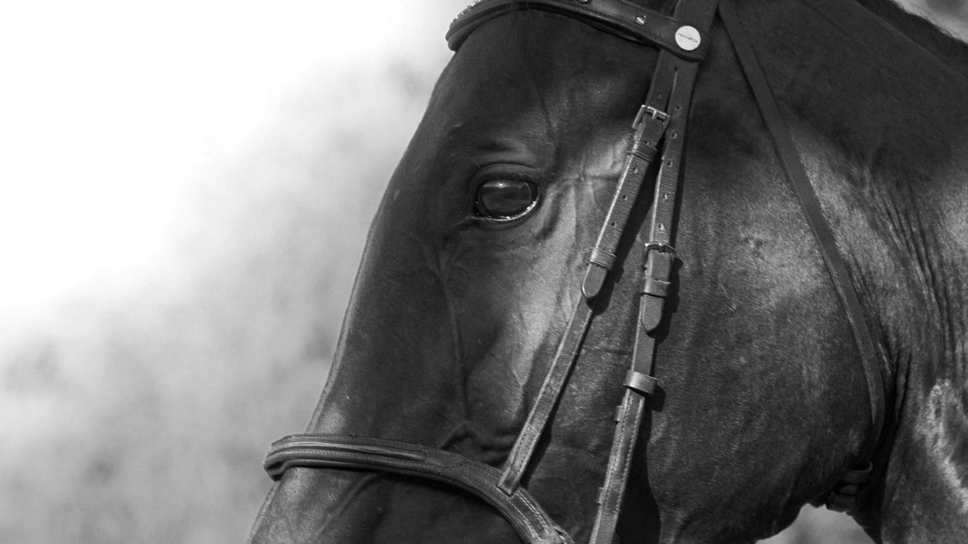 04-publicité-équitation-cheval-parfum-club-4